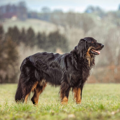 Portrait of a adult male hovawart dog in front of a rural landscape outdoors